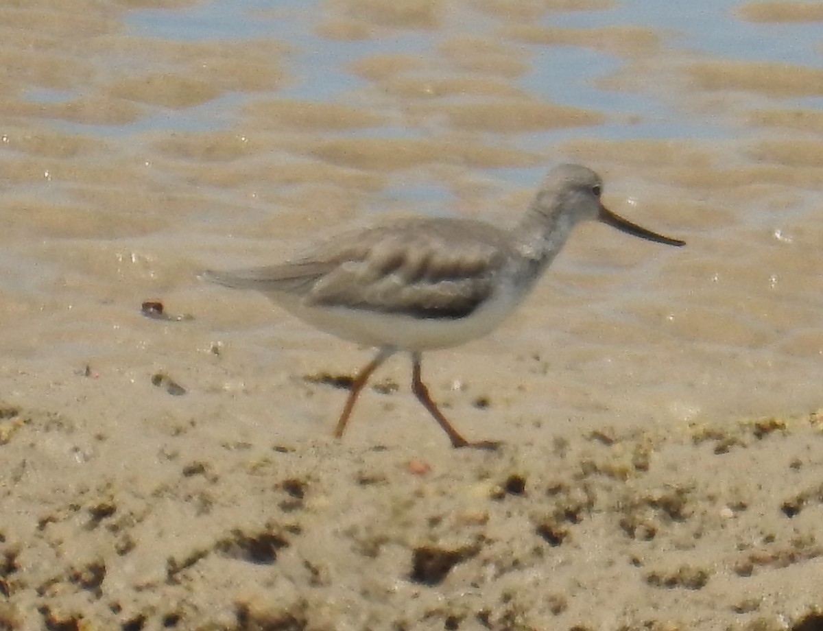 Terek Sandpiper - Colin Trainor