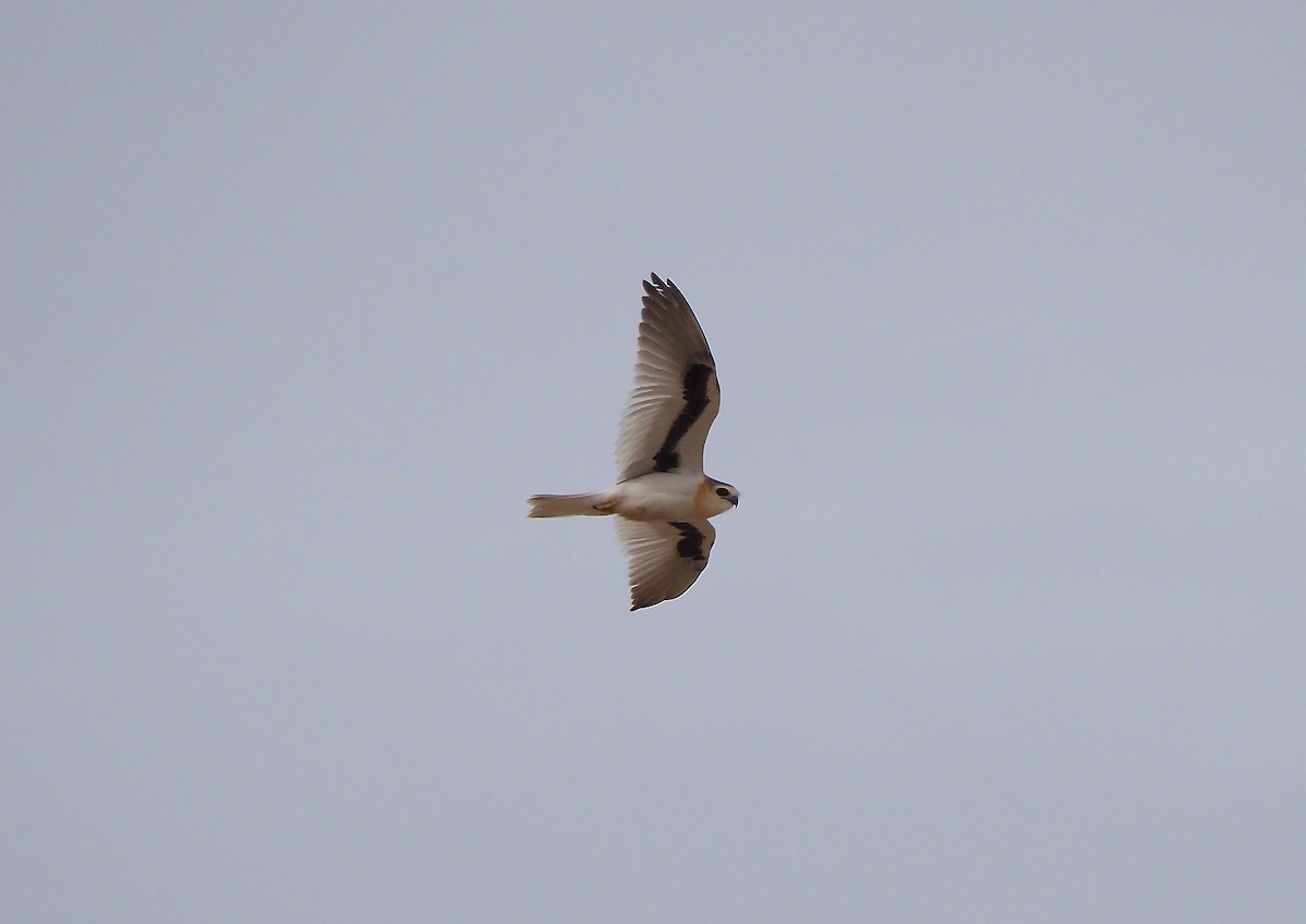 Letter-winged Kite - ML124998381