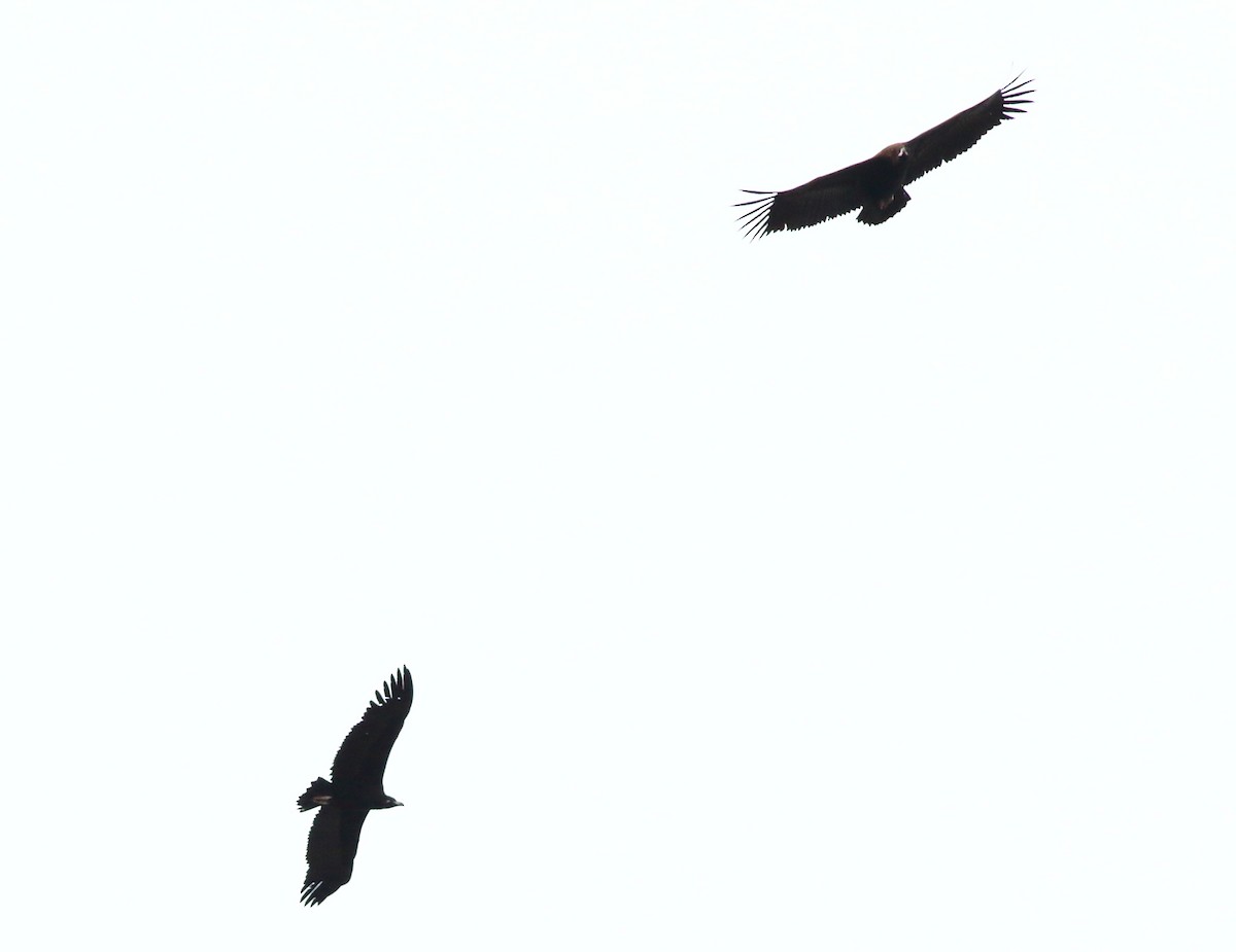 Cinereous Vulture - Sérgio Correia