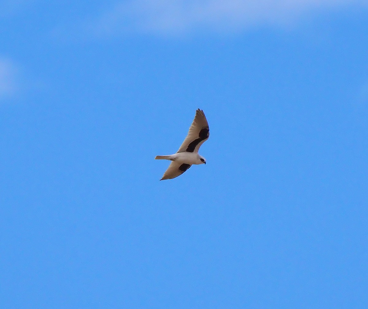 Letter-winged Kite - ML124998421