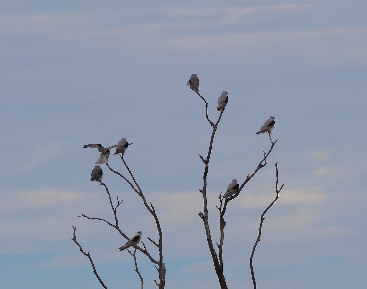 Letter-winged Kite - ML124998451
