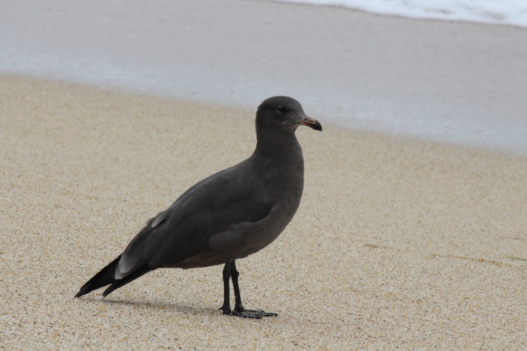 Heermann's Gull - ML124998661