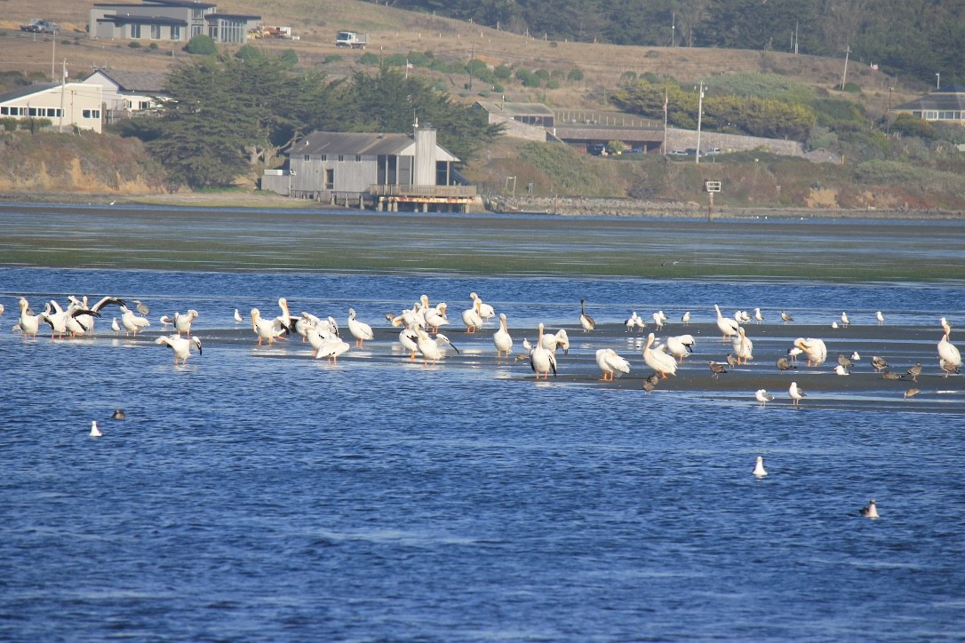 American White Pelican - ML124998911