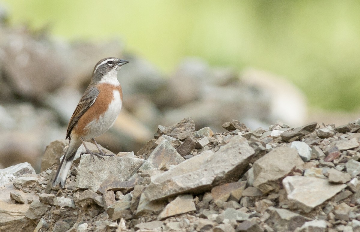 Bolivian Warbling Finch - Giselle Mangini