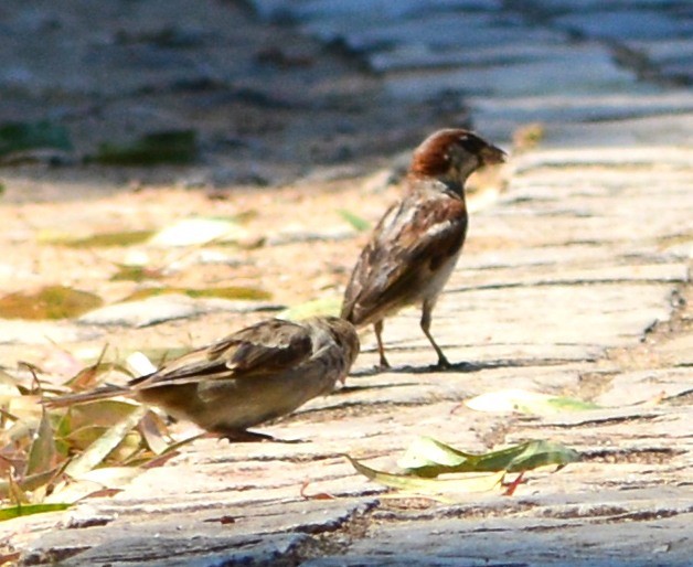 Moineau domestique - ML124999921