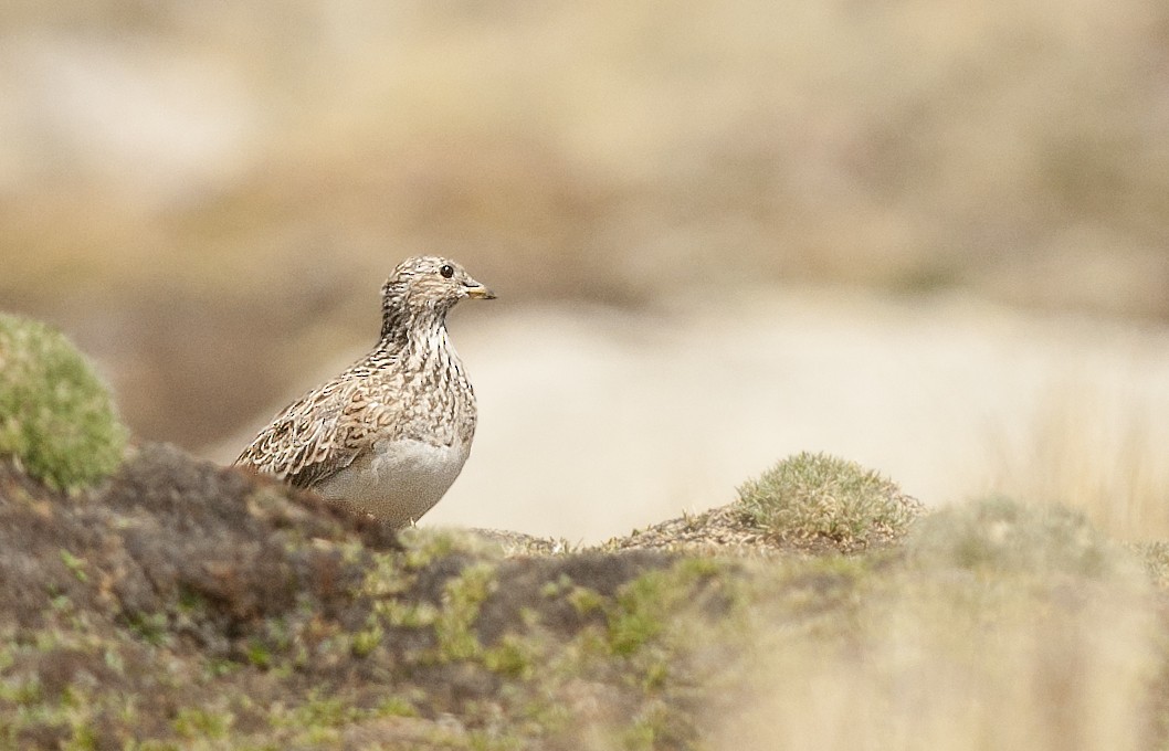 Gray-breasted Seedsnipe - ML125000341