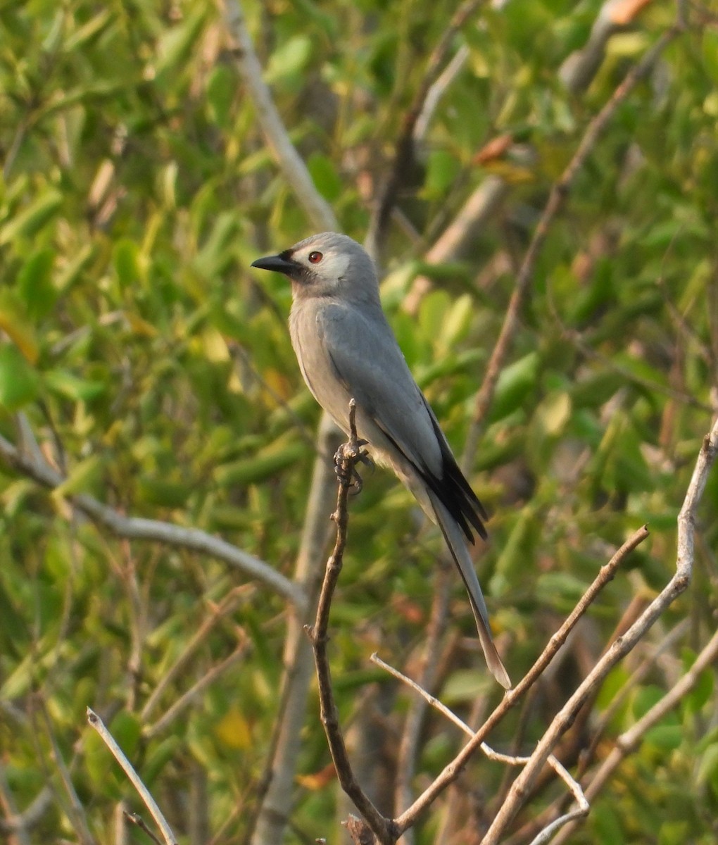 Ashy Drongo (Hainan/White-cheeked/White-lored) - ML125000411