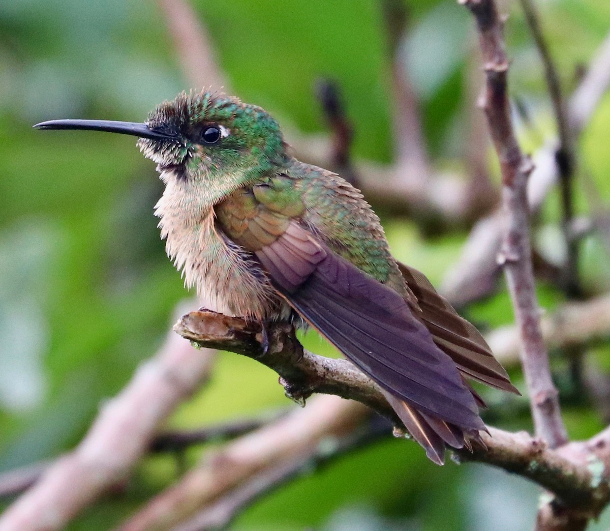 Fawn-breasted Brilliant - ML125002741