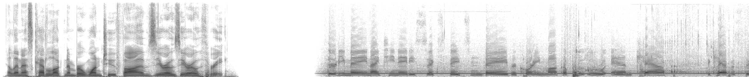 False Killer Whale - ML125003