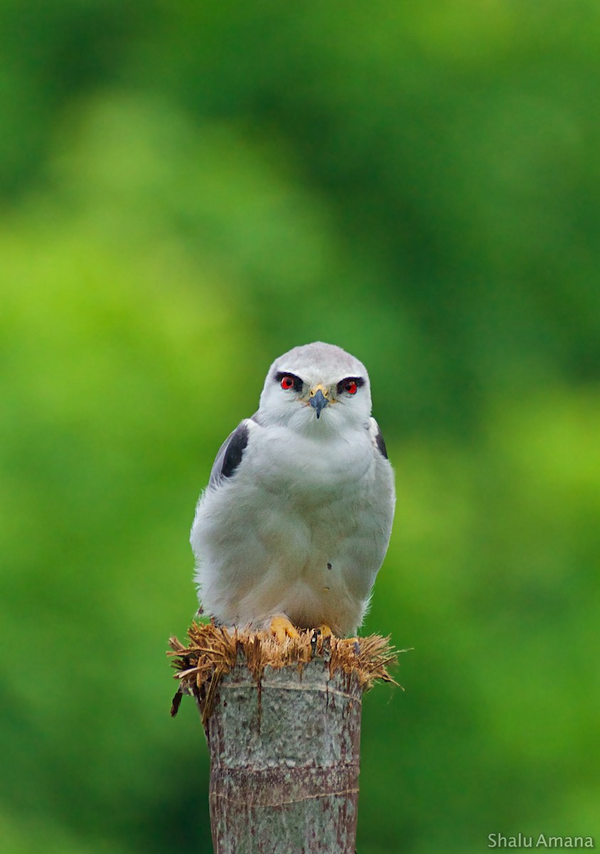 Black-winged Kite - ML125003761