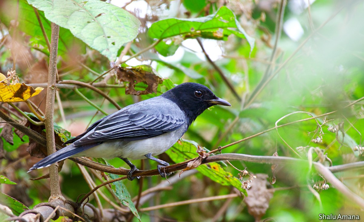 Black-headed Cuckooshrike - Shalu Amana