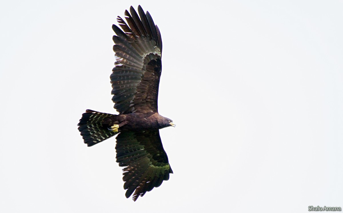 Águila Milana - ML125004111