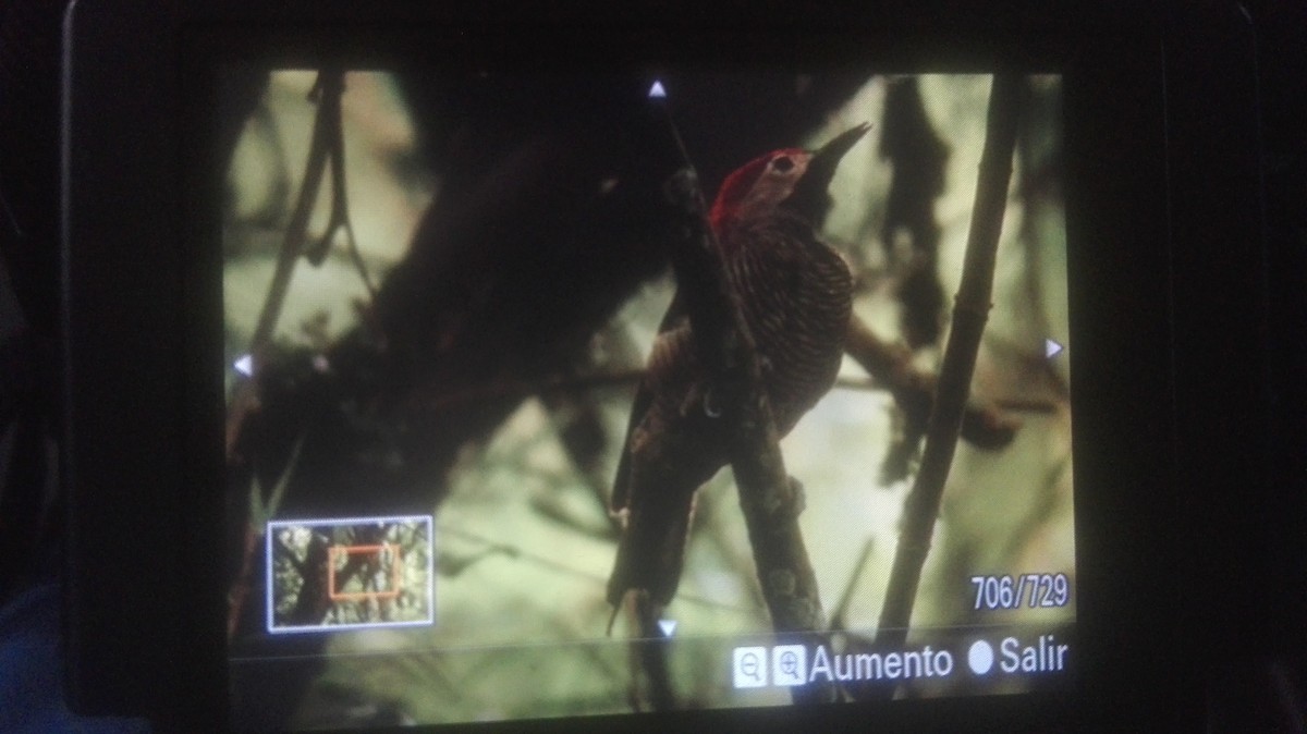 Golden-olive Woodpecker - David  Ocampo