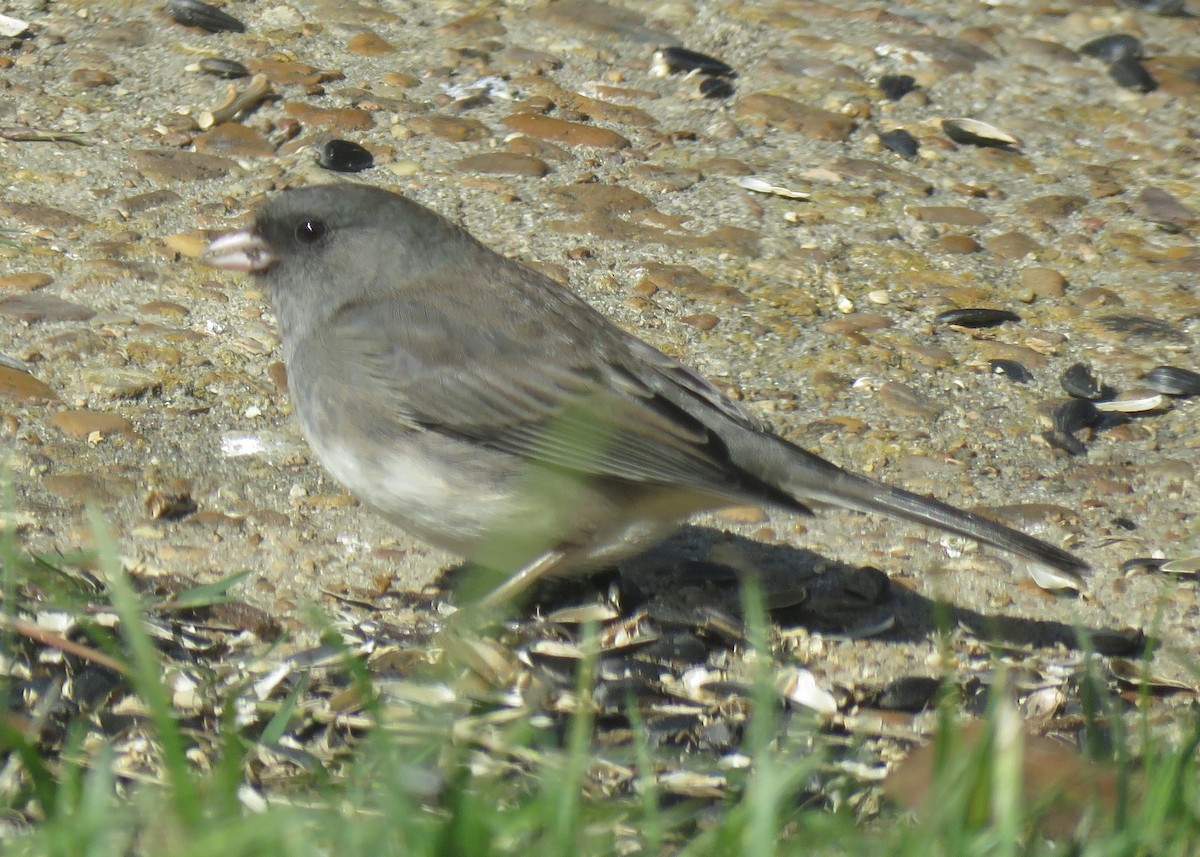 Dark-eyed Junco - ML125005151