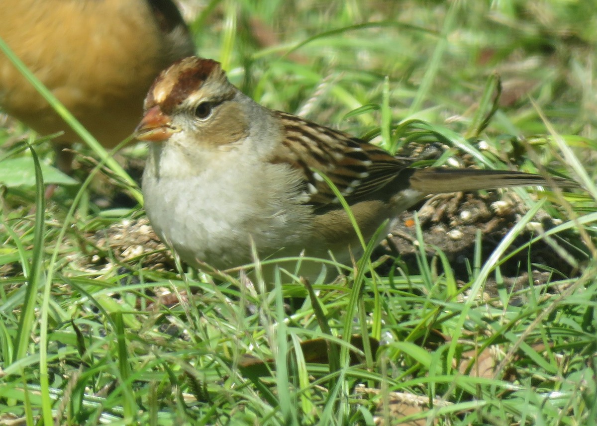 Bruant à couronne blanche - ML125005321