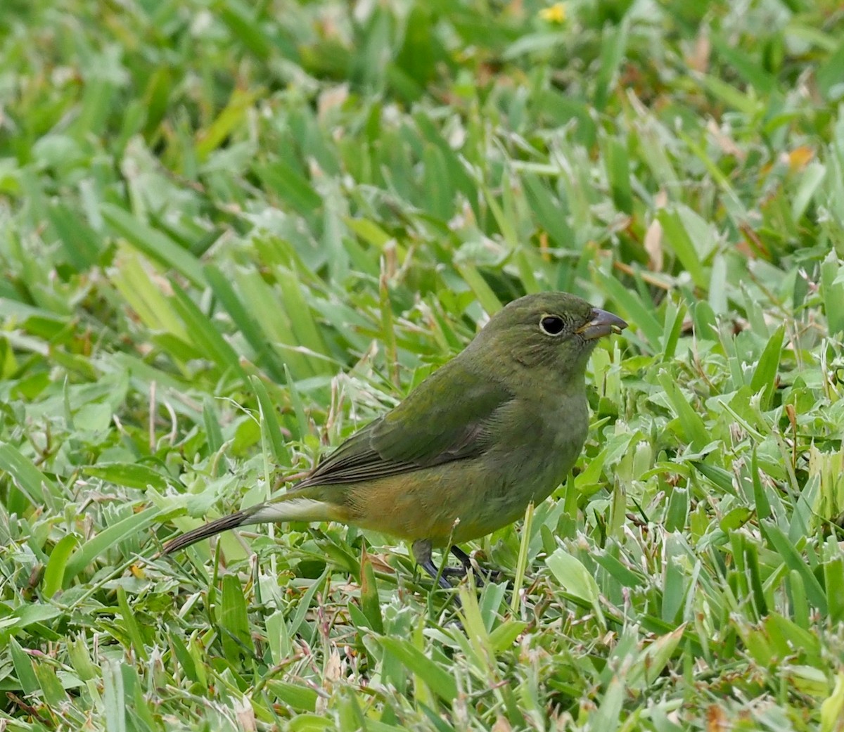 Painted Bunting - ML125005431