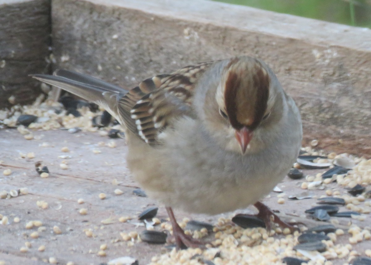 Bruant à couronne blanche - ML125005541