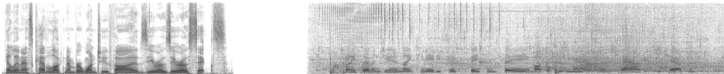 False Killer Whale - ML125006