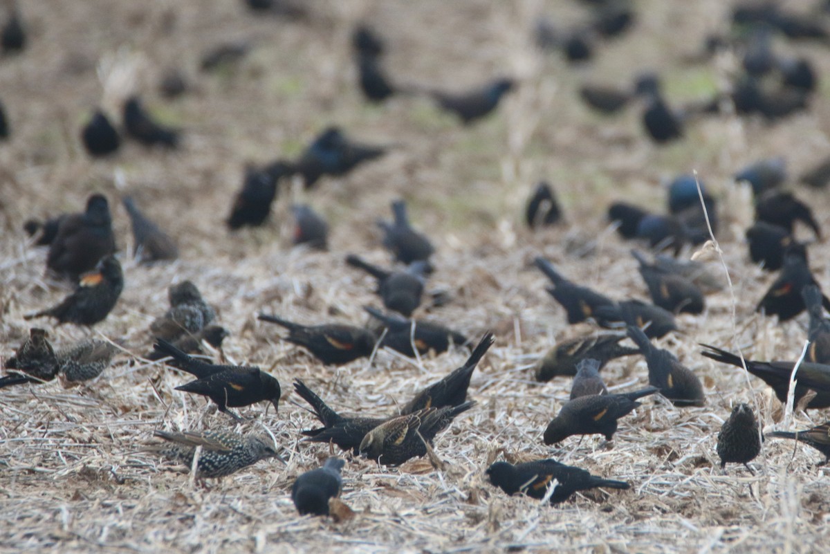 European Starling - ML125006931