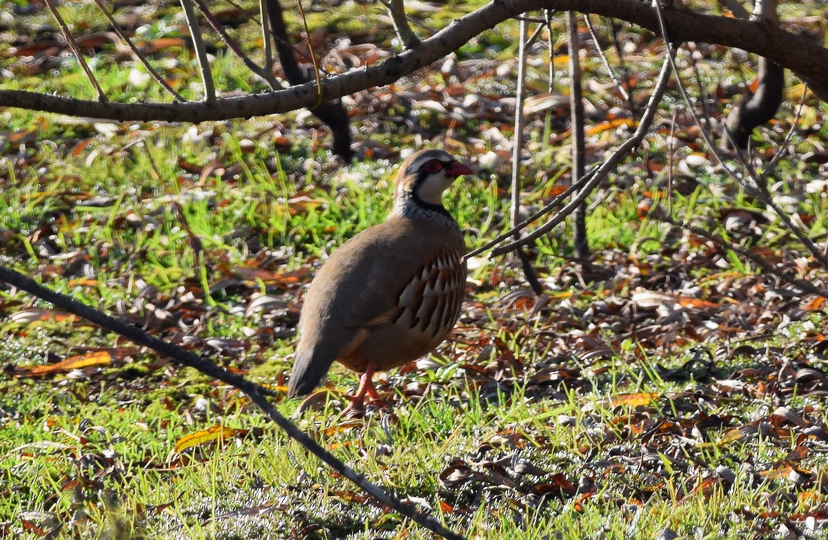 Red-legged Partridge - ML125006961