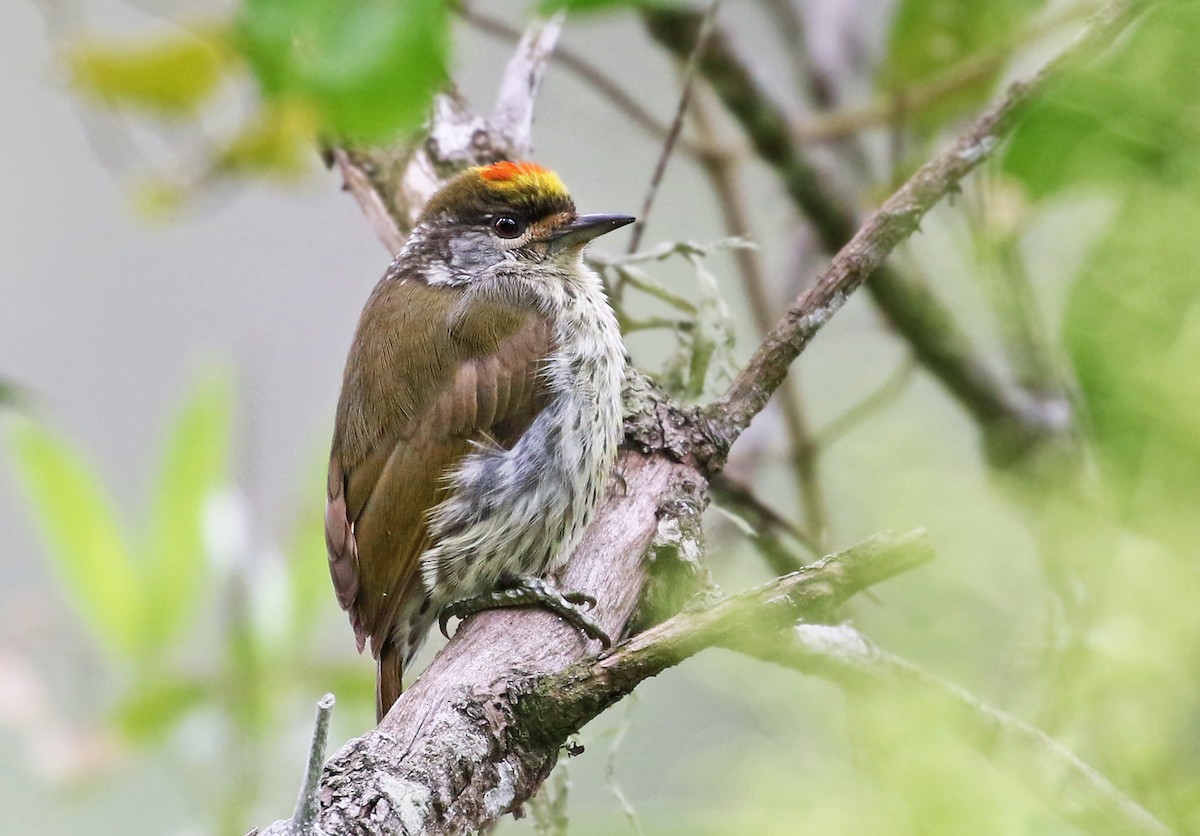 Antillean Piculet - Andrew Spencer