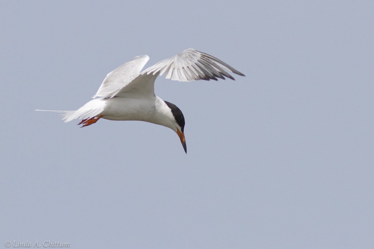 Forster's Tern - Linda Chittum