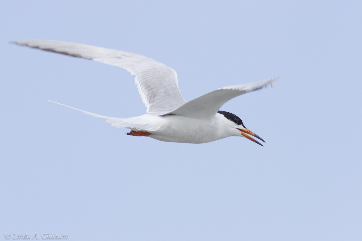 Forster's Tern - Linda Chittum