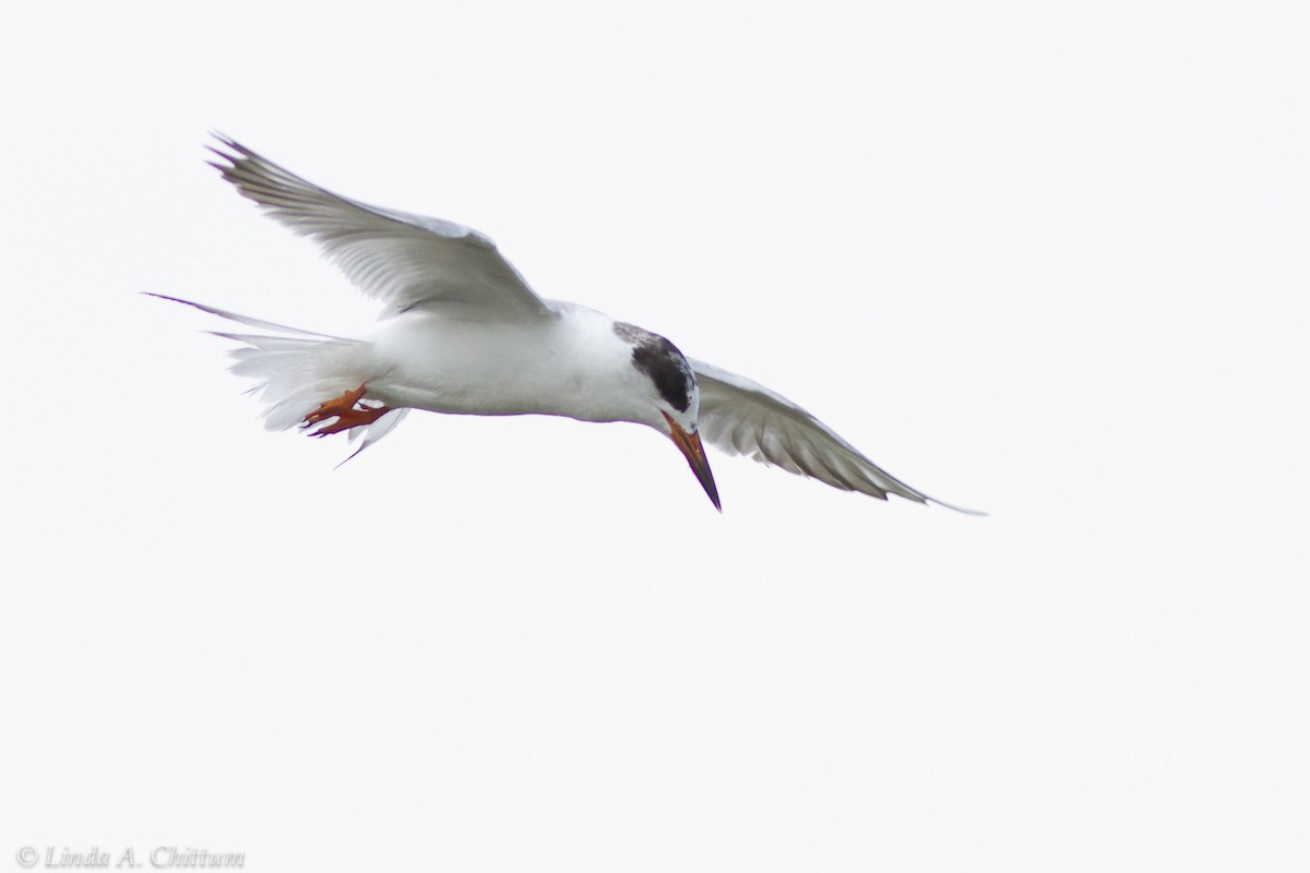 Forster's Tern - Linda Chittum