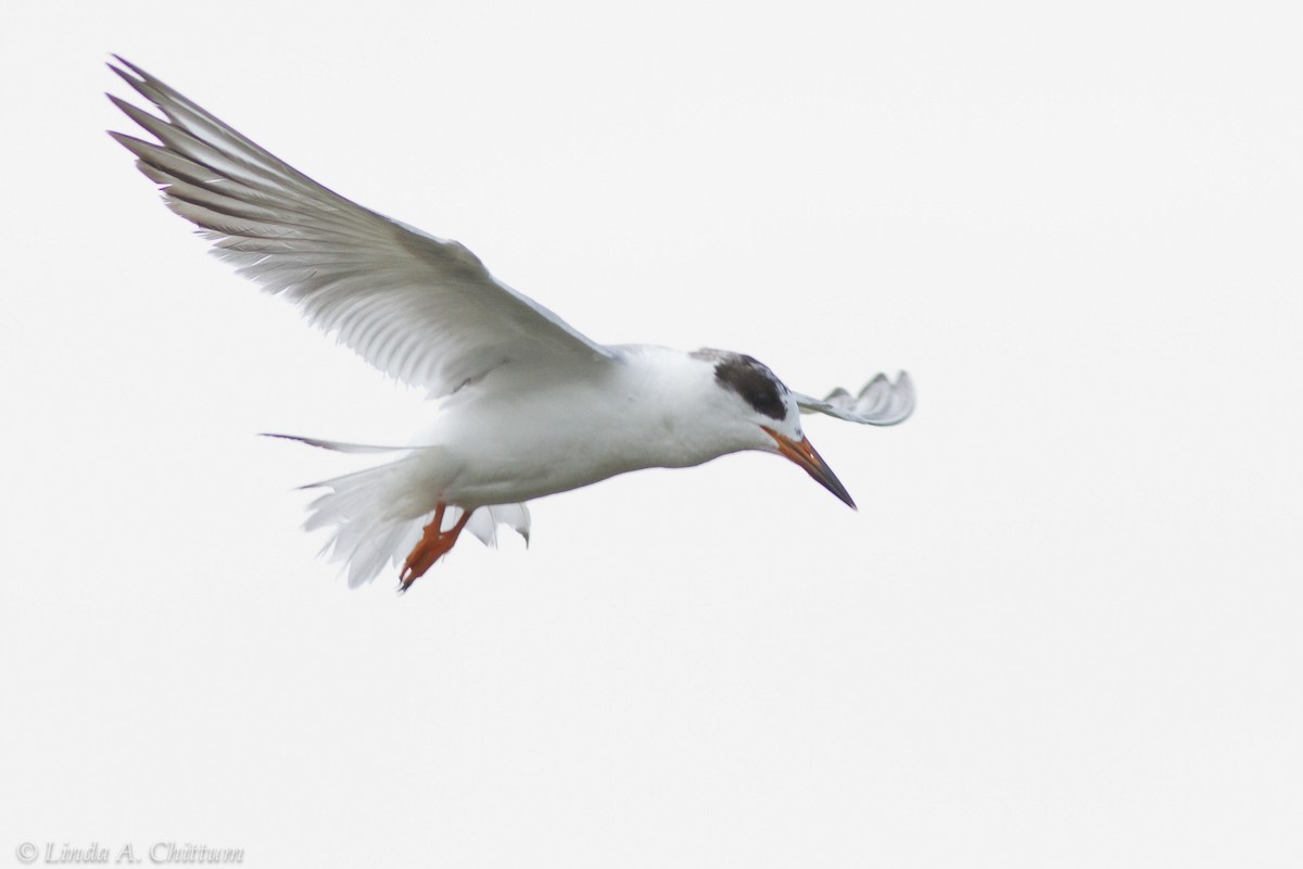 Forster's Tern - Linda Chittum