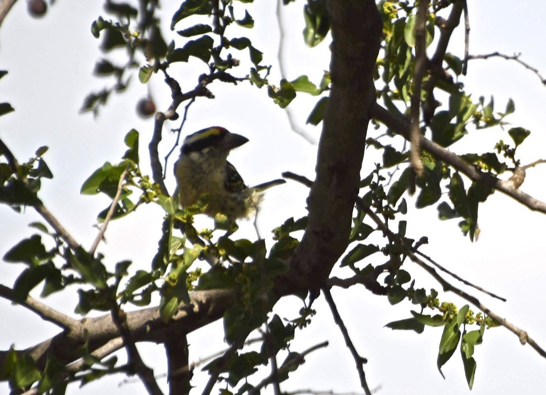 diademskjeggfugl - ML125008271