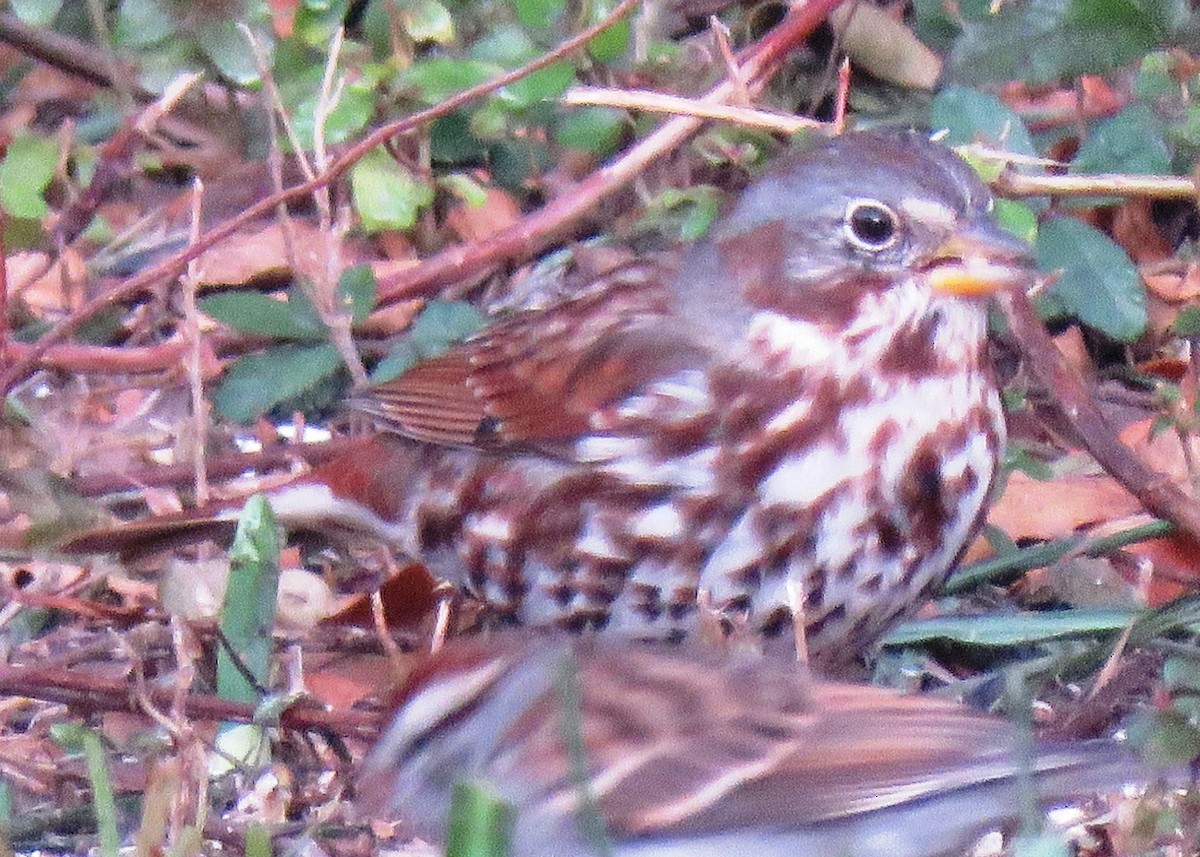 Fox Sparrow - ML125009851