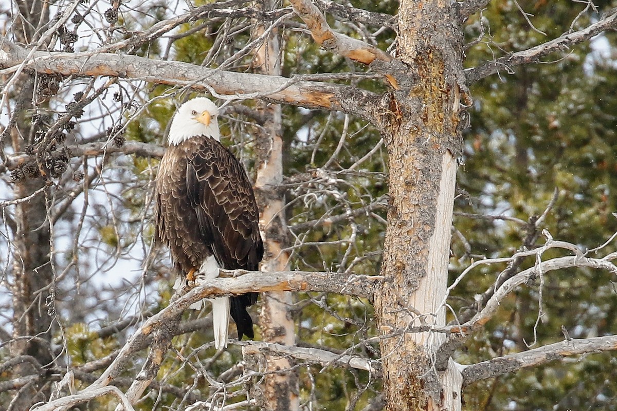 Weißkopf-Seeadler - ML125014271