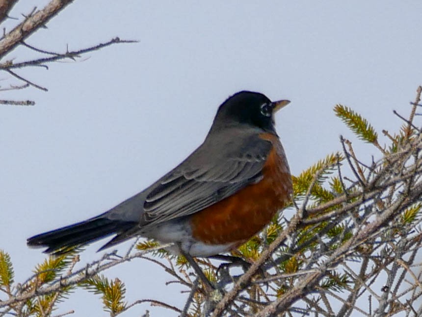 American Robin - ML125014701