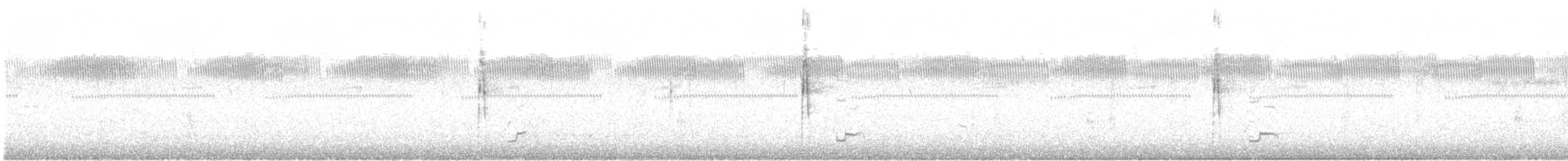 Riefenschnabelani - ML125015021