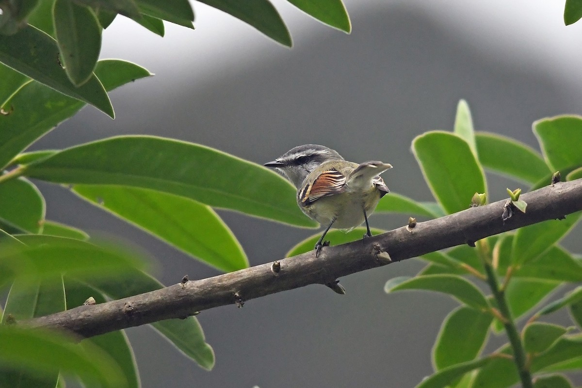 Rufous-winged Tyrannulet - Joshua Vandermeulen