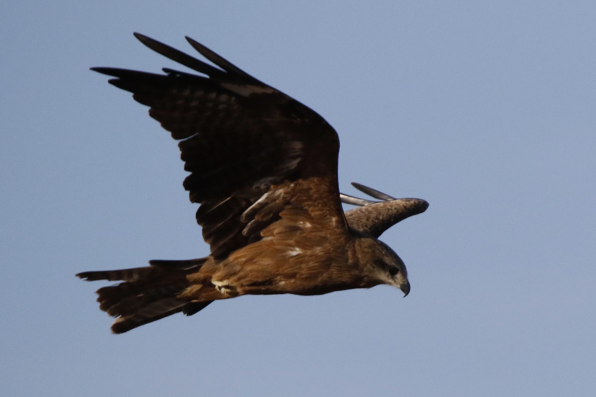 Black Kite - ML125016821