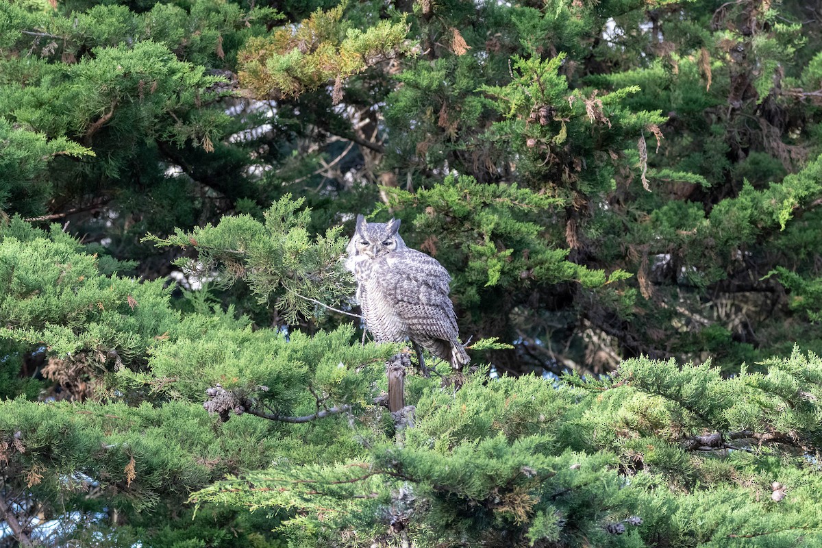 Ebird Checklist - 27 Oct 2018 - Pt. Reyes--fish Docks (do Not Include 