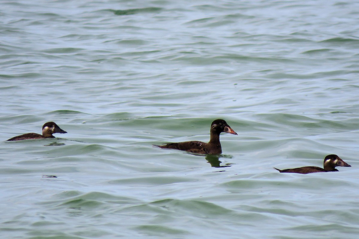 Surf Scoter - ML125018661