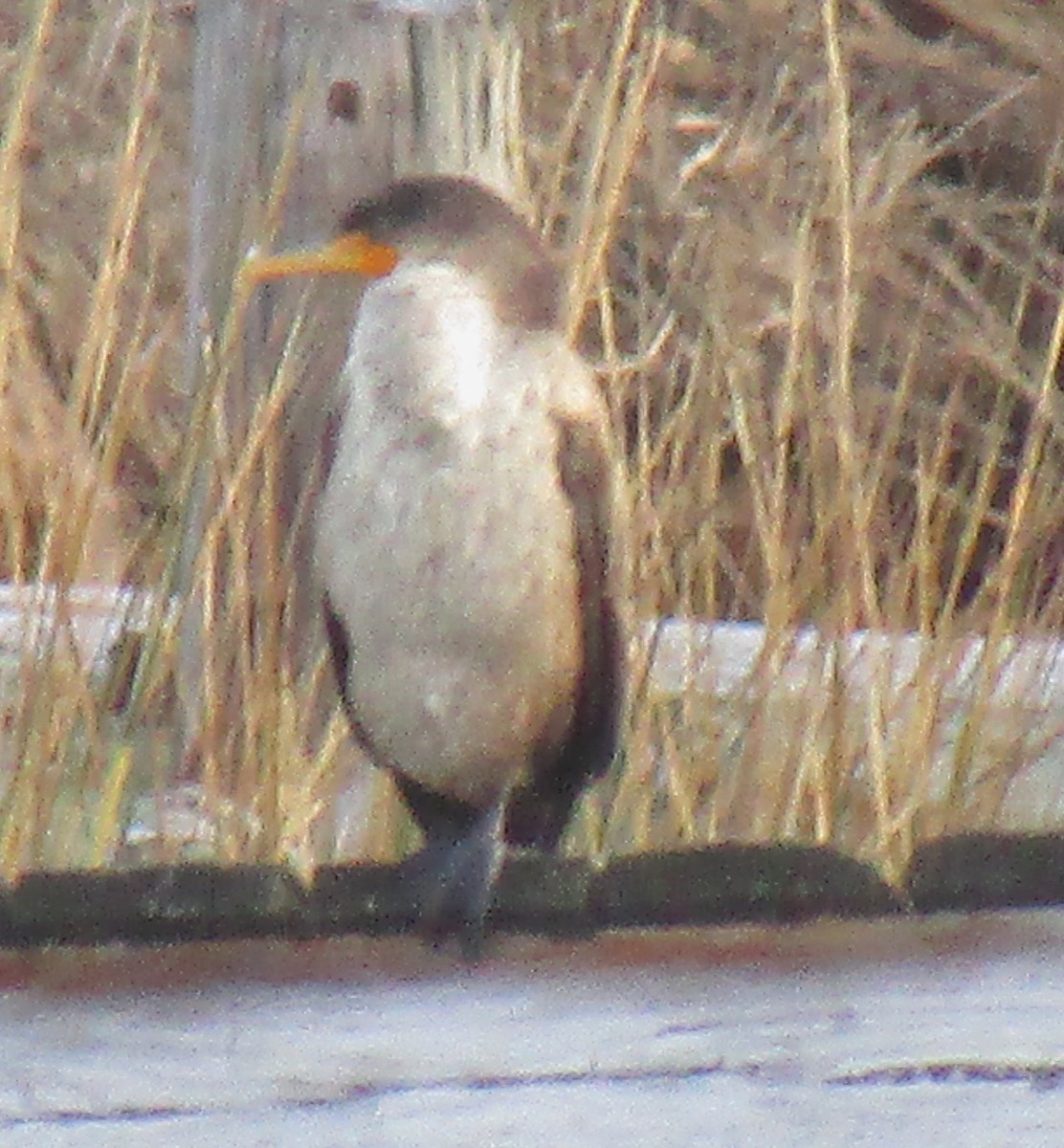 Double-crested Cormorant - ML125019001