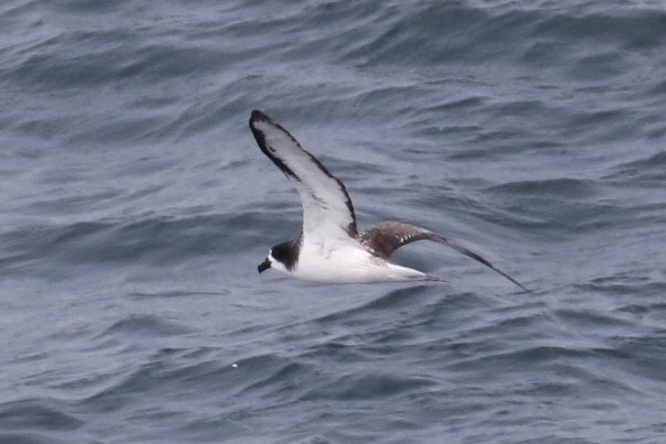 Galapagos Petrel - ML125019351