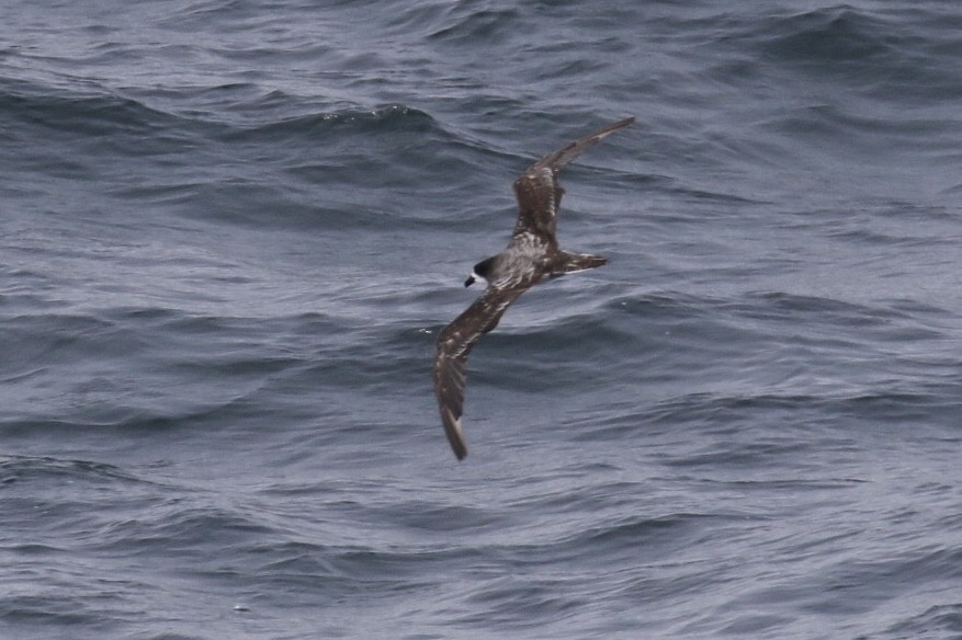 Galapagos Petrel - ML125019361