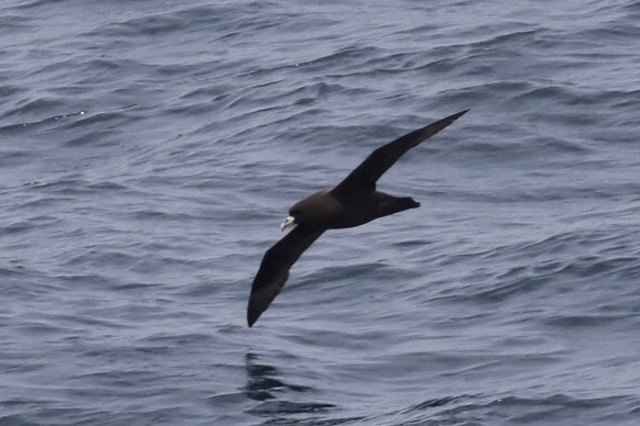 Puffin à menton blanc - ML125019511