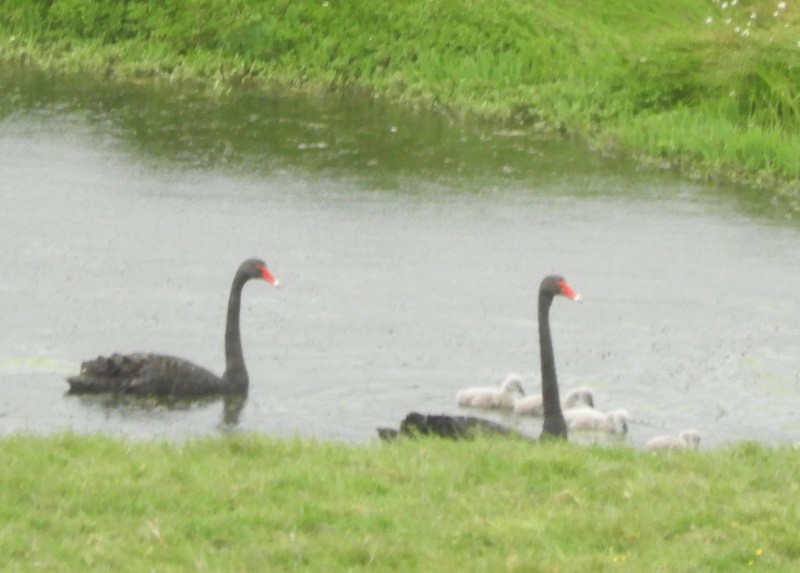 Black Swan - Jeff Harding