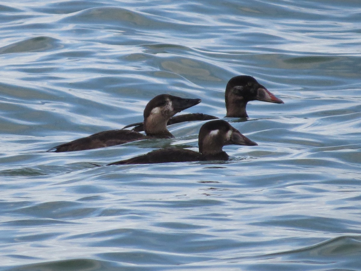 Surf Scoter - ML125020751