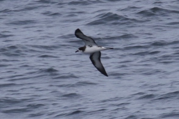 Galapagos Petrel - ML125022151