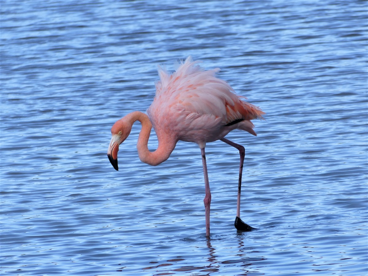 American Flamingo - Susan Brauning