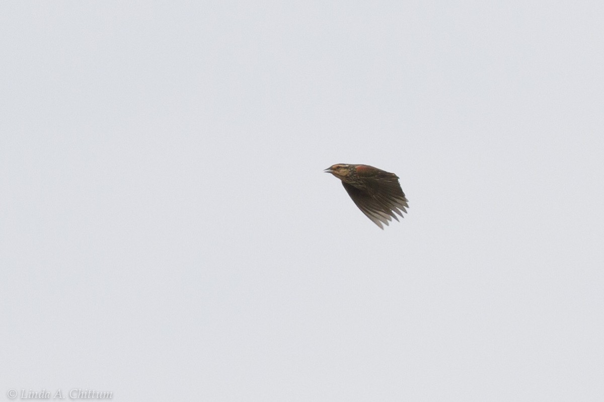 Red-winged Blackbird - ML125024681