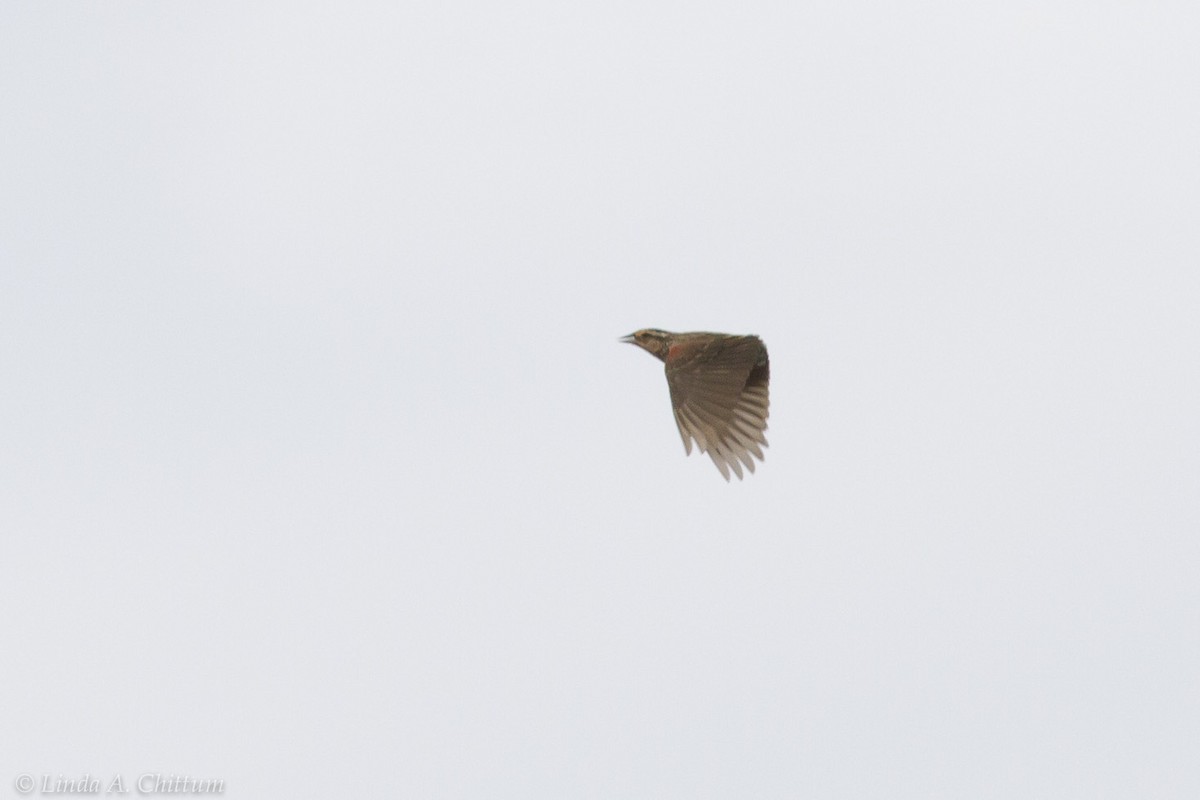 Red-winged Blackbird - ML125024701