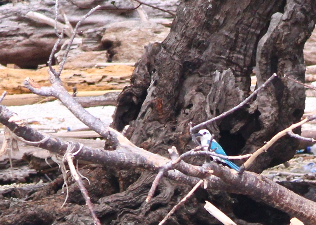 Beach Kingfisher (Beach) - ML125025561