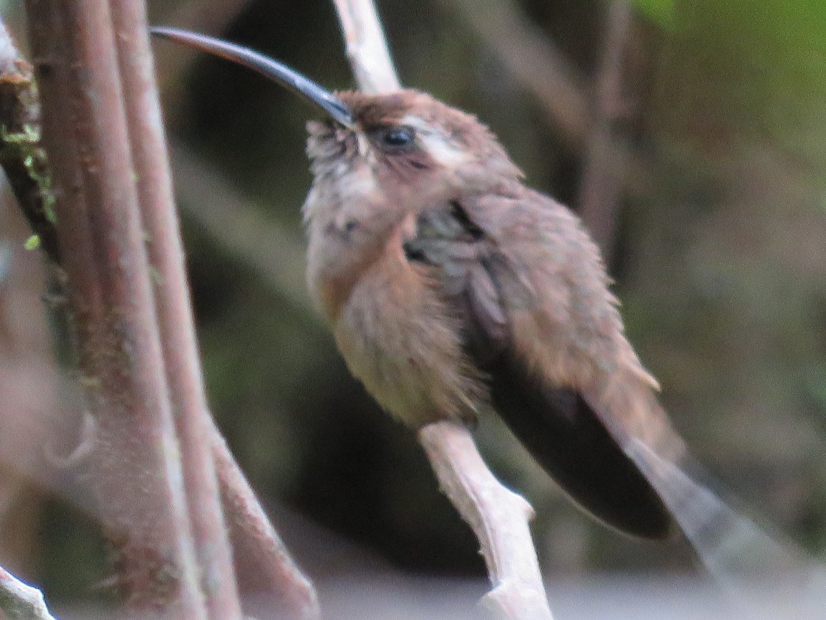 Dusky-throated Hermit - ML125029551